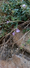 Chaenorhinum origanifolium