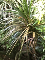 Freycinetia banksii