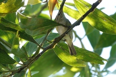 Phylloscopus inornatus