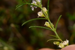 Cyanothamnus ramosus