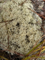 Cladonia subtenuis