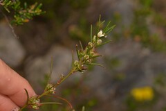 Cyanothamnus ramosus