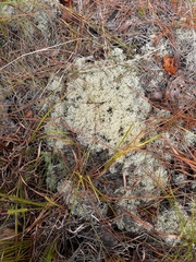 Cladonia subtenuis