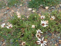 Dimorphotheca sinuata