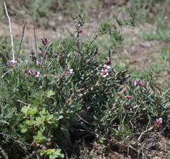 Pachypodium bispinosum