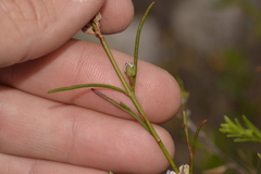 Cyanothamnus ramosus
