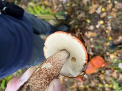Leccinum
