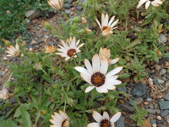 Dimorphotheca sinuata