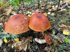 Leccinum