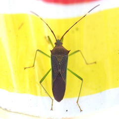 Paradasynus spinosus