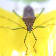 Paradasynus spinosus