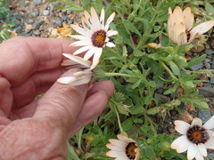 Dimorphotheca sinuata