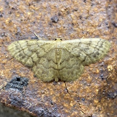 Idaea pilosata