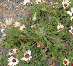 Dimorphotheca sinuata