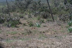 Bulbine narcissifolia