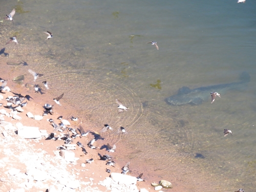 Wels Catfish, Torrejón el Rubio, 10694, Cáceres, Spain, photo 9 of 10