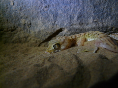 Stenodactylus petrii
