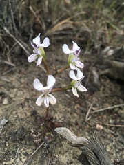 Disa sagittalis