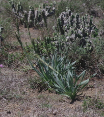 Bulbine narcissifolia