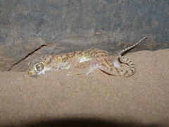 Stenodactylus petrii