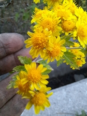Chrysanthemum lavandulifolium