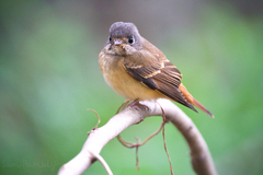 Muscicapa ferruginea