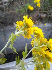 Chrysanthemum lavandulifolium