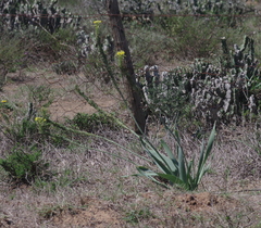 Bulbine narcissifolia