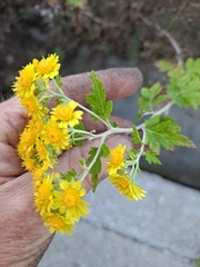 Chrysanthemum lavandulifolium