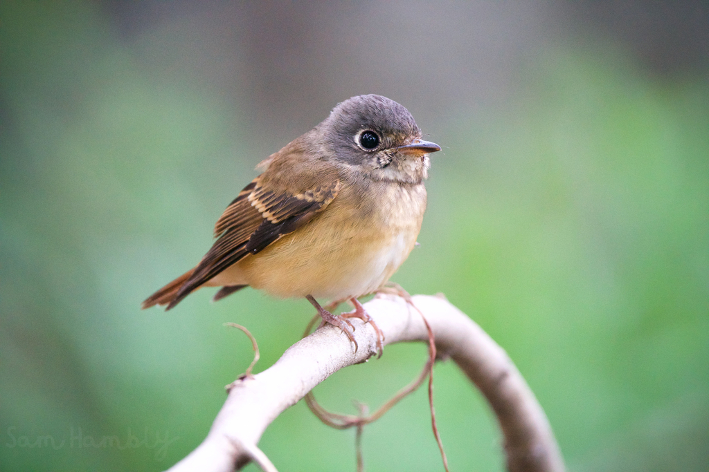 Ferruginous Flycatcher