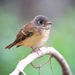 Ferruginous Flycatcher - Photo (c) Sam Hambly, some rights reserved (CC BY-NC), uploaded by Sam Hambly