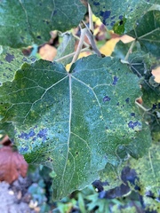 Populus × canescens