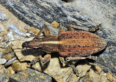 Charagmus gressorius