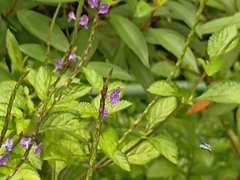 Thyreus himalayensis