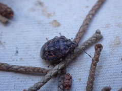 Holcogaster fibulata