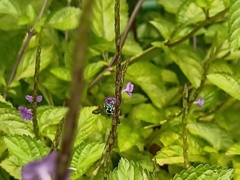 Thyreus himalayensis