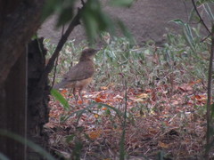 Turdus grayi