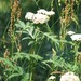 Tanacetum macrophyllum - Photo (c) alderash, μερικά δικαιώματα διατηρούνται (CC BY-NC), uploaded by alderash