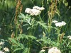 Tanacetum macrophyllum - Photo (c) alderash, algunos derechos reservados (CC BY-NC), subido por alderash