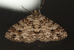 Myrioblephara desumpta