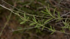 Pithocarpa pulchella