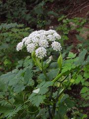 Angelica polymorpha