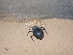 Prionotheca coronata