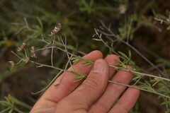 Pithocarpa pulchella