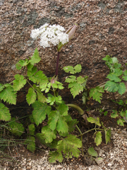 Angelica polymorpha