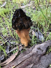 Morchellaceae