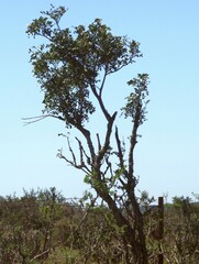 Ptaeroxylon obliquum