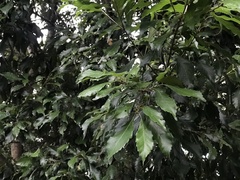 Lithocarpus konishii