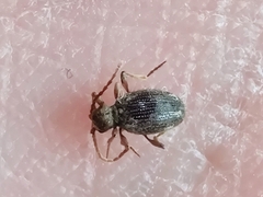 Ptinus
