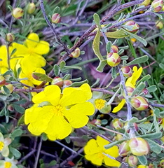 Hibbertia obtusifolia